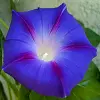 Blue Morning Glory Flower