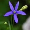 Bluestar flower