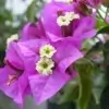 Bougainvillea Flowers