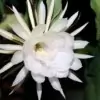 Brahma Kamal Flower