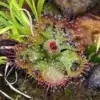 Burmann’s Sundew Flower