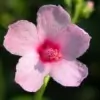 Burr Mallow Flower