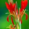 Canna Lily Flowers