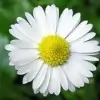 Chamomile Flower