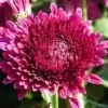 Chandramallika Flower