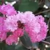 Common Crape Myrtle Flowers