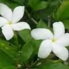 Crape Jasmine Flower