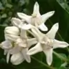 Crown Flowers