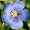 Flax Flower