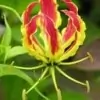 Glory Lily Flower
