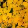 Golden Shower Flower