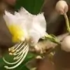 Hiptage Flower