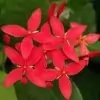 Ixora Coccinea Flowers