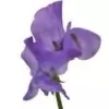 Lavender Flower