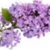 Lilac Flower
