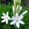 Mexican Tuberose Flower