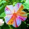 Mirabilis Jalapa Flower