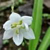 Monsoon Lily Flower