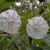 Mountain Laurel Flower