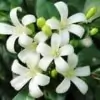 Murraya Flower