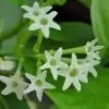 Night Blooming Jasmine Flower