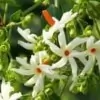 Night Flowering Jasmine Flower