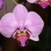 Orchid Flower