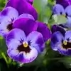 Pansy Flowers