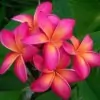 Plumeria Flower