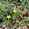Puncture Vine Flower