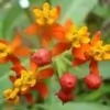 Scarlet Milkweed Flower