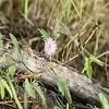 Shameplant Flower