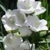 Siroi Lily Flowers