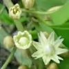 Spanish Cherry Flower