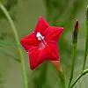 Star Glory Flower