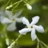 Star Jasmine Flower
