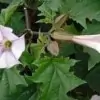 Stramonium Flower