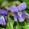 Sweet Violet Flower