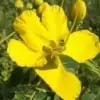 Tanner’s Cassia Flower