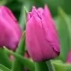 Tulip Flower
