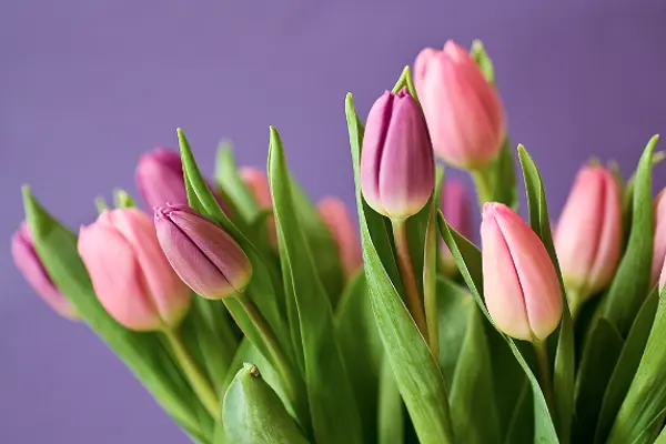 Pink Tulip Flowers Picture