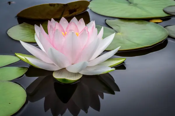 Pink Water Lily Flower