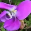 Zombi Pea Flower