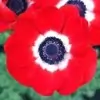 Anemone Flower