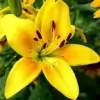 Asiatic Lily Flower