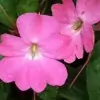 Balsam Flower