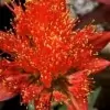Blood Lily Flower
