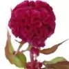 Cockscomb Flower