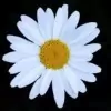 Daisy Flower