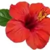 Hibiscus Flower